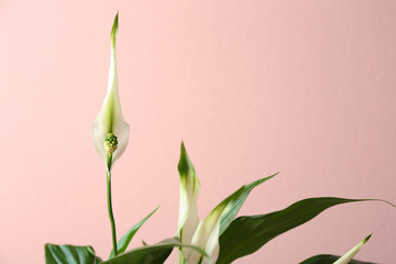 Fototapeta na wymiar Flowers and leaves of peace lily on color background, closeup. Space for text