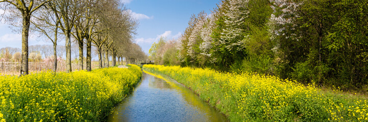 Yellow wild flowers along a ditch with blooming trees and a blue sky in Gelderland in the...