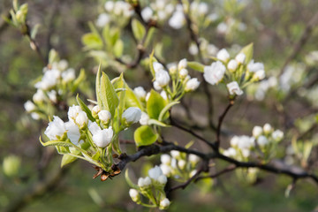 White flower from pear tree on tree.