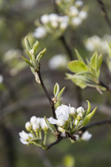 White flower from pear tree on tree.