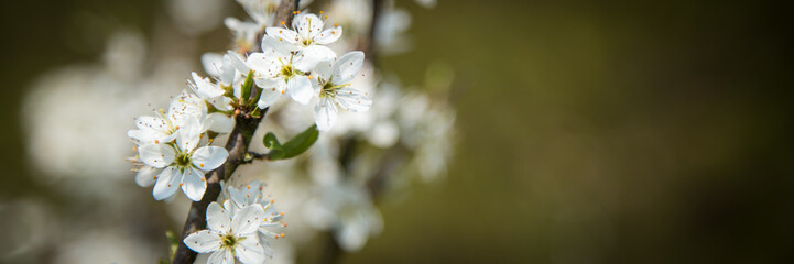 Close-up of a blooming apple tree in the Betuwe in the Neterlands, with a clear blue sky background