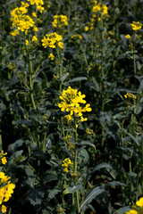 Rapeseed spring crop on farmland in rural Hampshire, member of the family Brassicaceae and cultivated mainly for its oil rich seed