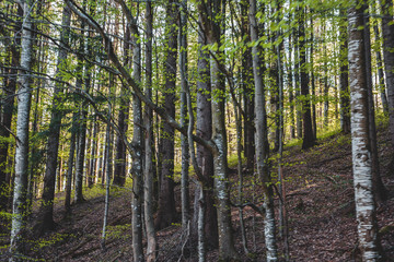 Nature Trees Slovakia