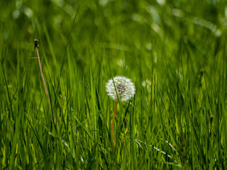 Dandelion seed (Taraxacum officinale) in spring in the grass