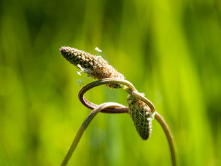 Two intertwined plantain ribwort flowers with a bokeh background. Romantic love concept