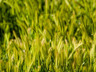 Fototapeta premium Green grass in spring with bokeh background