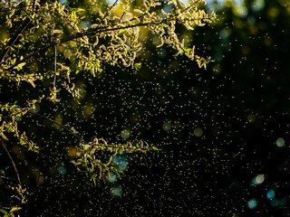 A cloud of mosquitoes in the forest on a bokeh background