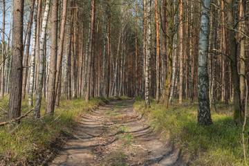 Leśna droga przez sosnowy las.