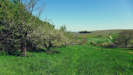 Weg durch Obstgarten