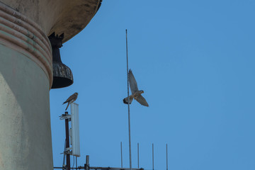 Ptak w locie. © boguslavus