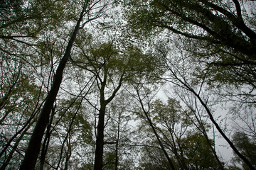 trees and sky