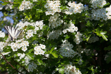 Black and white stripes Moth - Lymantria Rheumaptera - Black Arches moth
