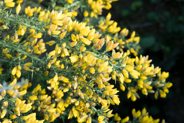 Yellow gorse bush flowers