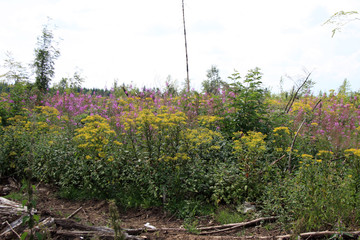 Spätsommerblüte im Wald