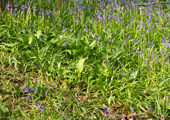 Woodland bluebell flowers in spring