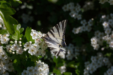 Black and white stripes Moth - Lymantria Rheumaptera - Black Arches moth