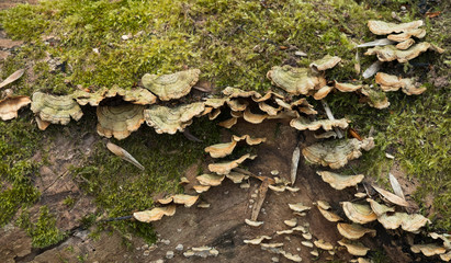 Fungi growth on a mossy tree trunk