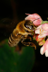 A Honeybee on a blossom of the snow-berry (Syphoricarpos albus var. laevigatus)