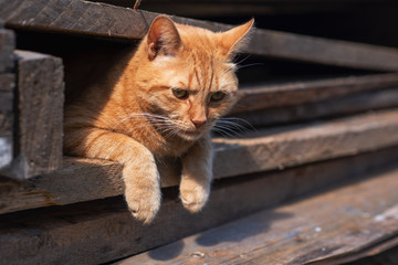 Obraz premium red cat with a displeased look