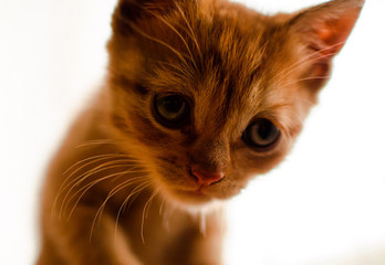 cat closeup on white background