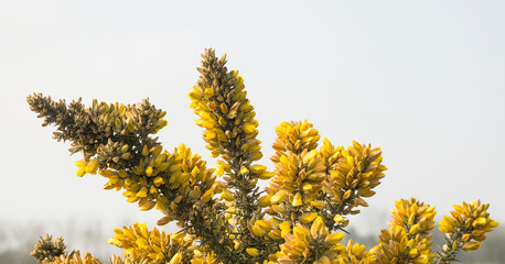 Fototapeta na wymiar Yellow gorse bush flowers