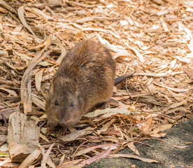 Bandicoot at Cleland Conservation park, Cleland, South Australia