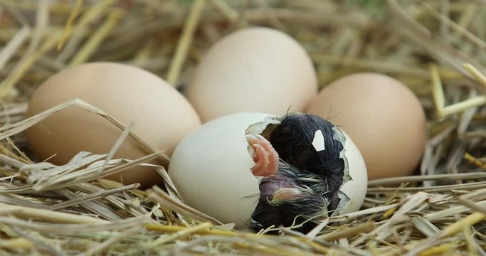 Newborn chicken hatching from egg, Little baby chick and egg shells,Chicks in the nest