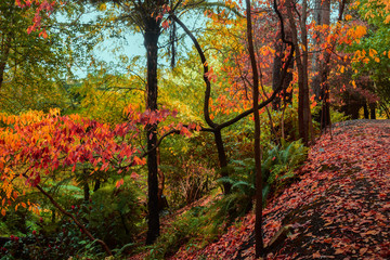 autumn in the park