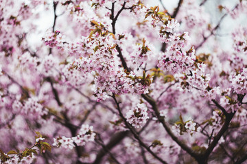 Sakura