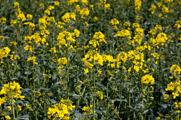 Rapeseed spring crop on farmland in rural Hampshire, member of the family Brassicaceae and cultivated mainly for its oil rich seed