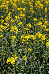Rapeseed spring crop on farmland in rural Hampshire, member of the family Brassicaceae and cultivated mainly for its oil rich seed