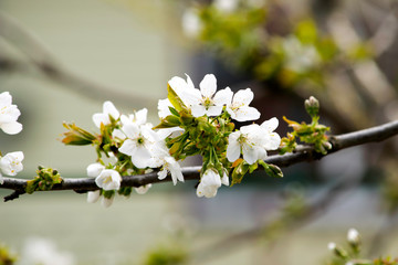 blooming branches of sweet cherry in spring, white flowers and young foliage on gray branches