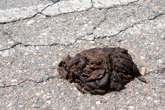 Excremento de vaca en asfalto rural