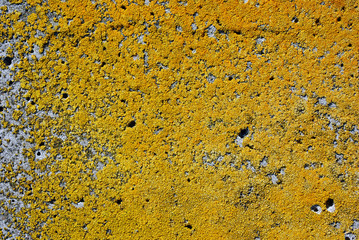Old gray rough texture concrete wall with yellow moss, grunge horizontal texture background