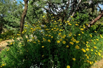 Fototapeta na wymiar beautiful yellow flowers in the forest closeup