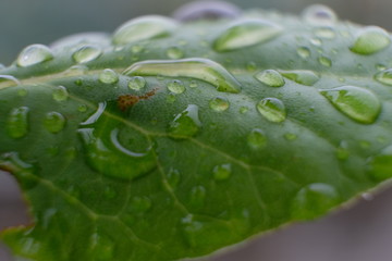 the freshness of nature