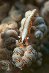Shrimp  Hippolyte tenuicarpus. Picture was taken in Ambon, Indonesia