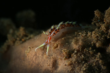 Nudibrunch Caloria indica. Picture was teken in Ambon, Indonesia