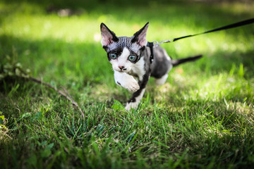 Devon Rex spacer © goldwhisper