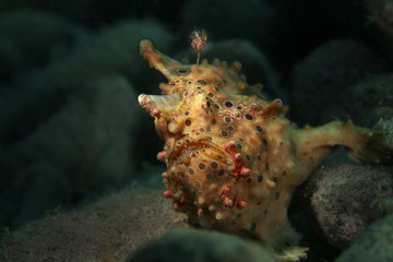 Frogfish from Ambon, Indonesia