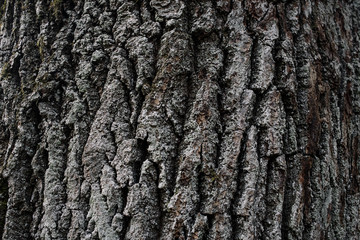 Huge oak bark as background, close up