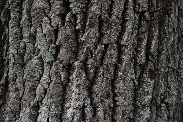 Huge oak bark as background, close up