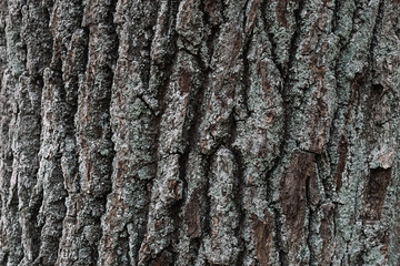 Huge oak bark as background, close up
