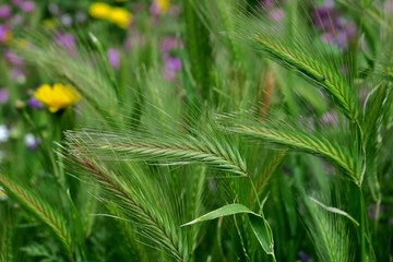 wheat in a field in green grass with various other flowers