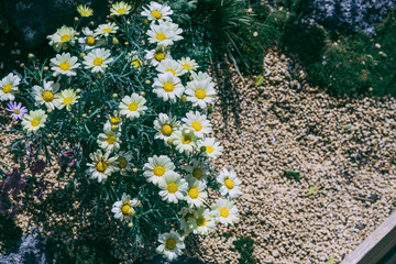 yellow flowers in the garden