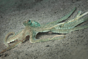 Lilliput longarm octopus (Macrotritopus defilippi). Picture was taken in the Banda sea, Ambon,  Indonesia