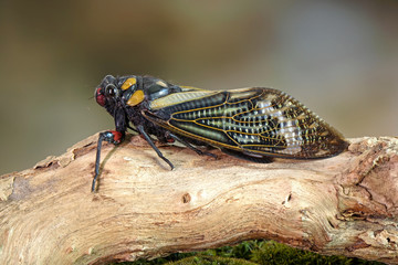 Cicada : Butterfly cicadas with broad multicolor wings. Blue butterfly-wings cicada (Distantalna splendida) is a cicada species from southeast Asia (Thailand, Myanmar and India) The Symphony of forest