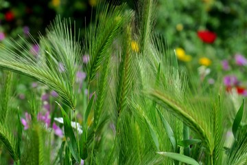 wheat in a field in green grass with various other flowers