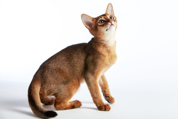 Abyssinian cat named Jam, 3 months.