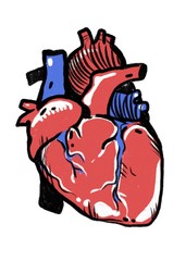 Sketching of the human heart 